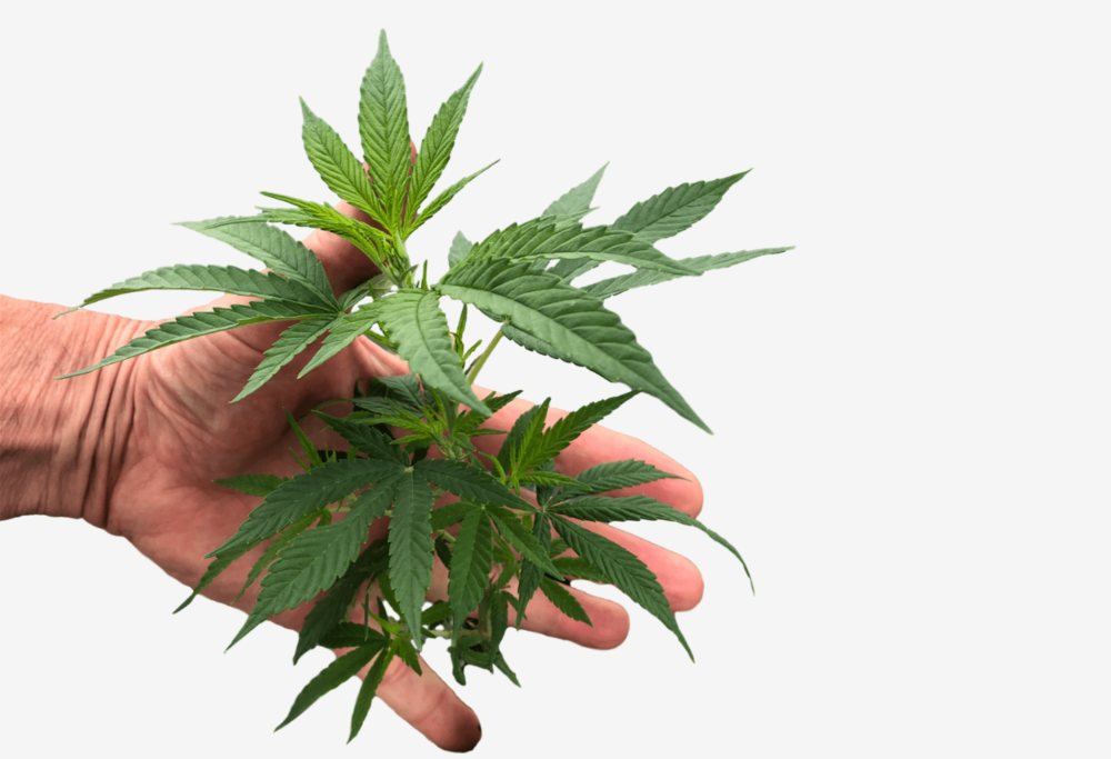 Growing Process Lakeland Hemp™ Michigan Growing Process Lakeland Hemp™ Michigan
